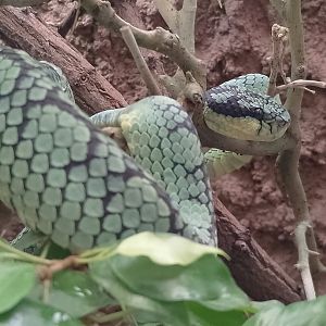 Sri Lankan pitviper