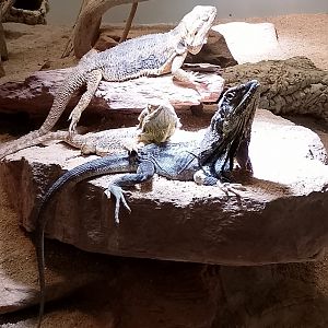 Frilled dragon and bearded dragon