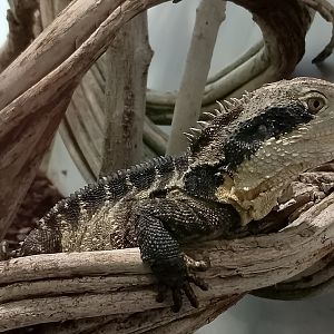 Australian water dragon
