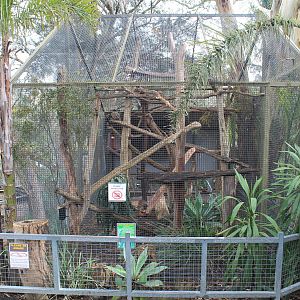Ring-tailed Lemur and Chukar, mixed cage