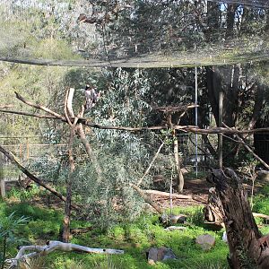Wedge-tailed Eagle aviary