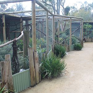 owl aviaries