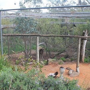Australian Bustard aviary