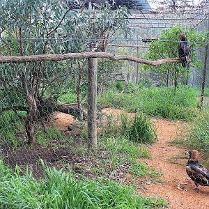 Black-breasted Buzzard aviary