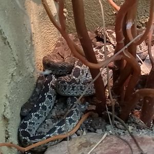African egg-eating snake