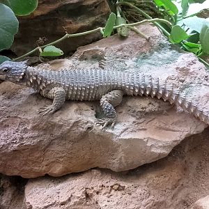 Giant girdled lizard