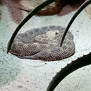 Desert horned viper