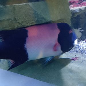 California sheephead