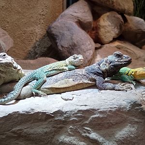 Chuckwallas and collared lizards