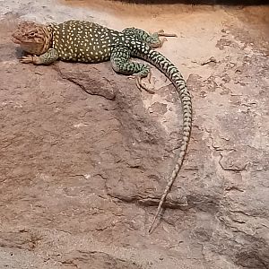 Collared lizards