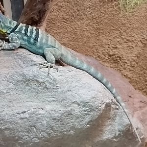 Baja California rock lizard