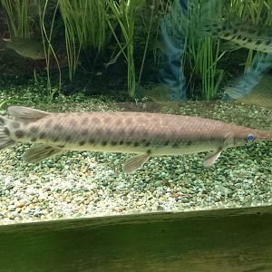 Spotted gar