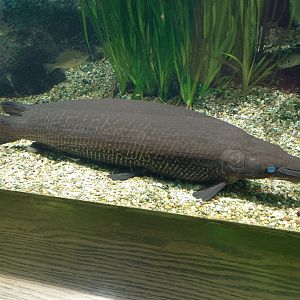 Alligator gar