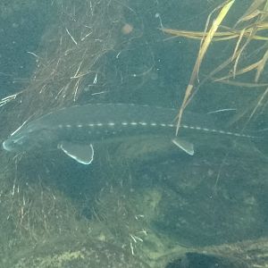 Russian sturgeon