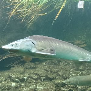 Russian sturgeon