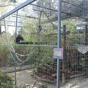 White-handed Gibbon cage