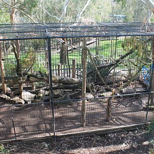White-fronted Capuchin cage