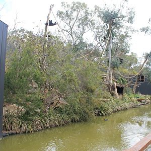 Geoffroy's Spider Monkey enclosure