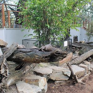 Small-clawed Otter enclosure