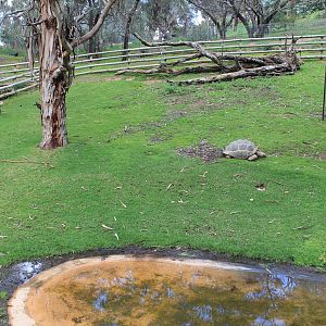 Aldabra Giant Tortoises (Aldabrachelys gigantea)