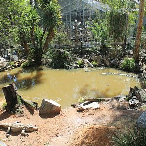 American Alligator enclosure