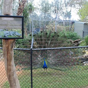 American Alligator enclosure