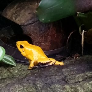 Golden poison dart frog