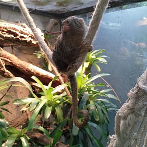 Pygmy marmoset