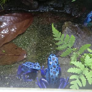 Blue poison dart frogs