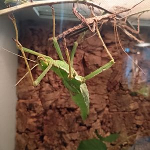 Sulawesi stick insect