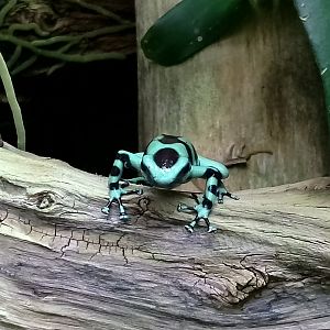 Green and black poison dart frog