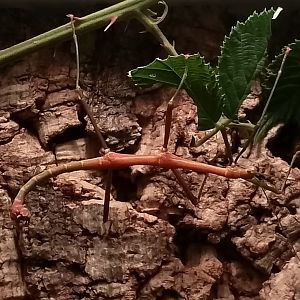 Stick insect ID?