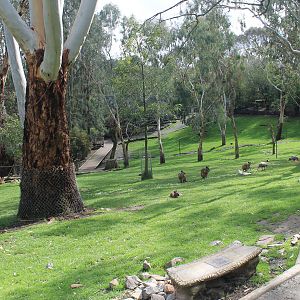 Wallaby walk-through enclosure