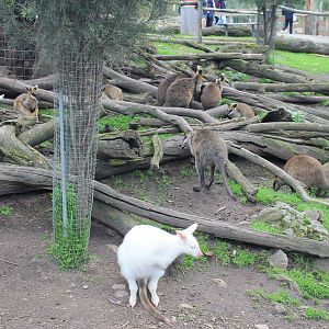 Wallaby walk-through enclosure