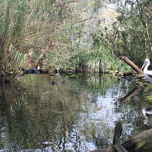 NZ Scaup pair and an Australian Pelican
