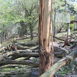 Brush-tailed Rock Wallaby enclosure