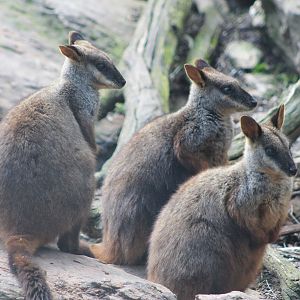 Brush-tailed Rock Wallabies