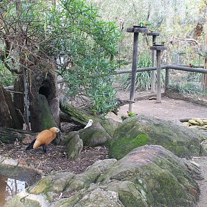 Ruddy Shelduck enclosure