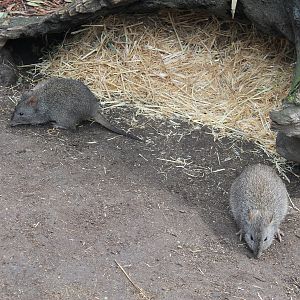Long-nosed Potoroos