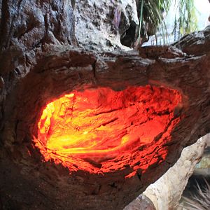 tank for Children's  Python (Antaresia childreni)