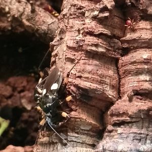 Two-spotted assasin bug