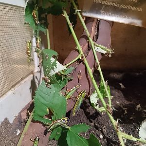 Spur-throat toothpick grasshopper