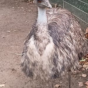 Emu