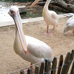 Great white pelicans