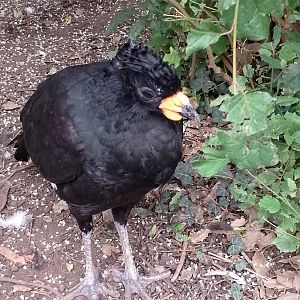 Red-billed curassow