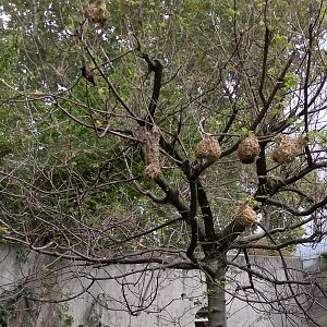 Weaver bird nests