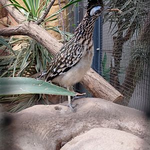 Greater roadrunner