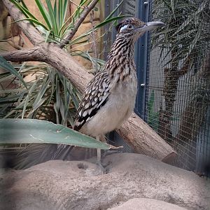 Greater roadrunner