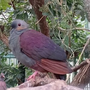 Crested quail-dove