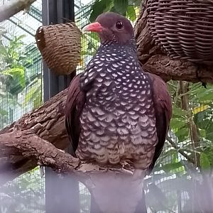 Scaled pigeon